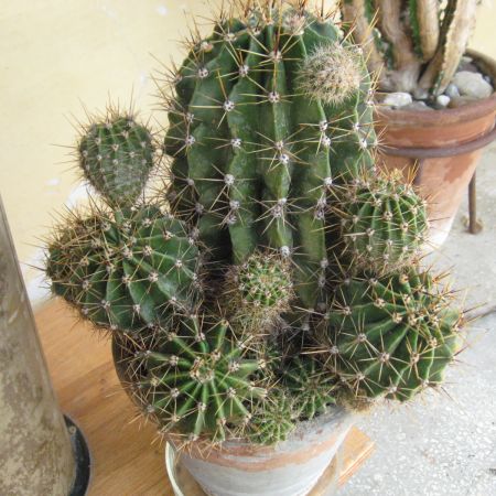 Cactus (T)
